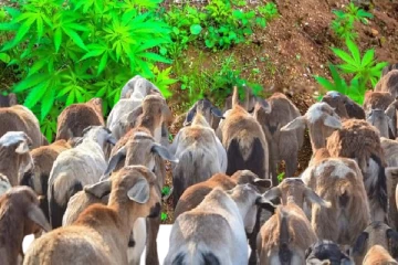 கஞ்சா செடிகளை மேய்ந்துவிட்டு ஆட்டம் போட்ட ஆடுகள் : விவசாயி அதிர்ச்சி