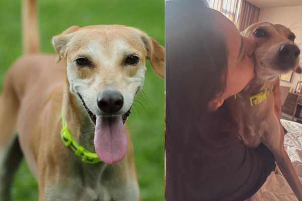 எல்லா ஆண்களையும் ஜெயில்ல போடலாமா? நாயுடன் ஆண்களை ஒப்பிட்ட நடிகை ரம்யா.. | Actress Ramya Backlash For Comparing Men To Dog