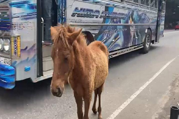 ஏலத்திற்கு வரப்போகும் வீதியில் உலாவரும் குதிரைகள் | Stray Ponies Ready To Be Auctioned