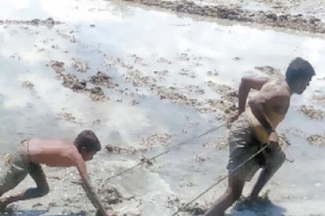 மாடுகள் இல்லாததால் மகனின் உதவியுடன் பரம்படித்த விவசாயி: நெஞ்சை உருக்கும் புகைப்படம்