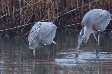 Viral Video: காத்திருந்த நாரைக்கு கிடைத்த மீன் வேட்டை... பிரமிக்க வைக்கும் காட்சி