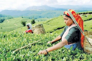 தோட்டத் தொழிலாளர்களின் சம்பள உயர்வு விவகாரத்தில் அரசாங்கத்தின் தலையீடு அவசியம்: இராதாகிருஷ்ணன்