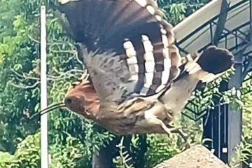 கிளிநொச்சியில் பலரது கவனத்தை ஈர்த்த விநோத பறவை