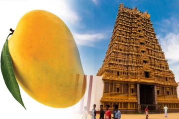 யாழில் பல இலட்சம் ரூபாவுக்கு மாம்பழத்தை கொள்வனவு செய்த பெண்