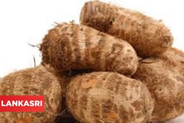 சேனைக்கிழங்கை தொடர்ந்து சாப்பிட்டால் உடலில் கெட்ட கொழுப்பு குறையுமாம்!