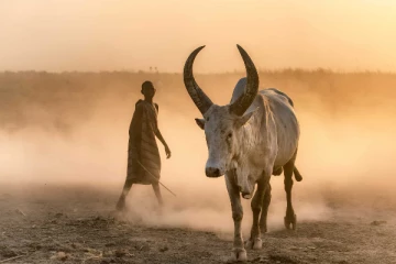 நாடொன்றில்  பயங்கரம்  ;  மாடு கைது