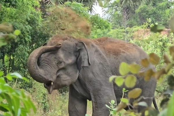முல்லைத்தீவில் திடீரென புகுந்த காட்டு யானையால் பரபரப்பு | Wild Elephant Suddenly Enters Mullaitivu Village