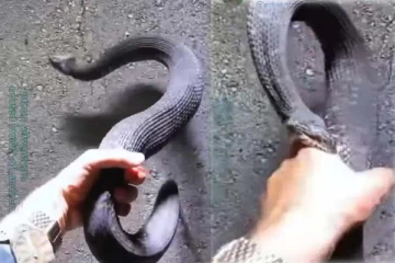 பாம்பிடம் பலமுறை கடிவாங்கிய நபரின் அதிர்ச்சி காட்சி! விடாமல் சீண்டியதால் ஏற்பட்ட கோபம்