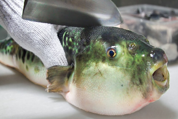 கவனம்: இந்த வகை மீன் சாப்பிட்டதால் மனைவி பலி - கோமாவில் கணவர் | Woman Dies Husband Coma After Eating Fish Malaysia