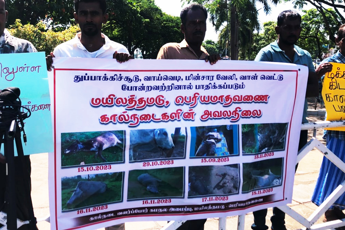மட்டக்களப்பில் மேச்சல் தரைக்காக பண்ணையாளர்கள் பாரிய போராட்டம்! | Mailathamadu Farmers Protest In Batticaloa