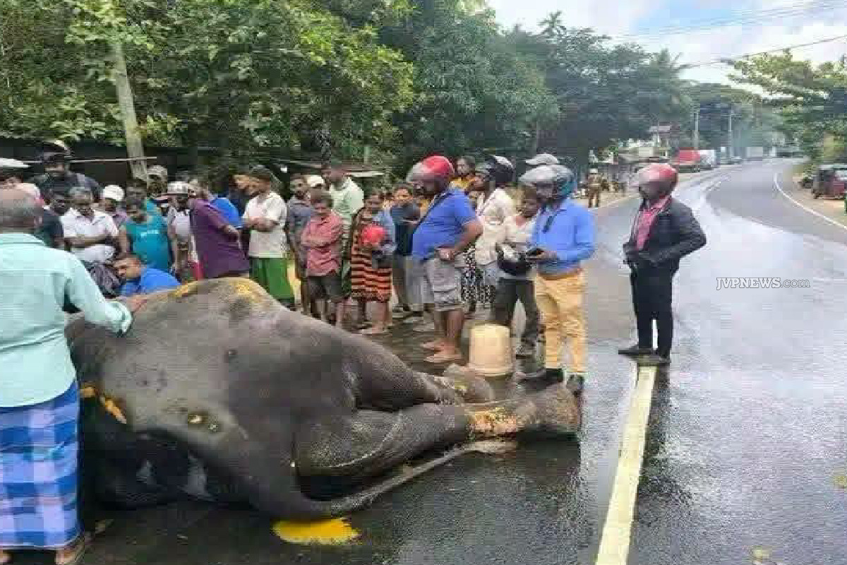 பெரஹெராவிற்கு சென்ற யானை விபத்தில் படுகாயம் | Elephant Participating Perahera Injured Accident