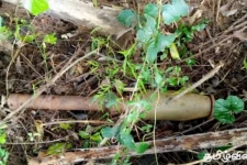 வவுனியாவில் இராணுவத்தினருக்கு கிடைத்த தகவலுக்கு அமைய வெடிபொருட்கள் மீட்பு