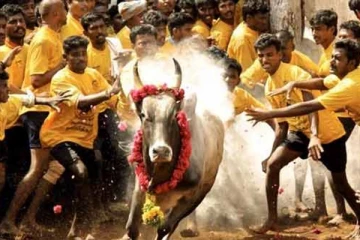 ''சீறிப்பாய்ந்த காளை'' பின் பார்வையாளர்களை சுவாரசியத்தில் ஆழ்த்திய சம்பவம் (காணொளி)