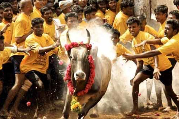 ''சீறிப்பாய்ந்த காளை'' பின் பார்வையாளர்களை சுவாரசியத்தில் ஆழ்த்திய சம்பவம் (காணொளி) - ஐபிசி தமிழ்