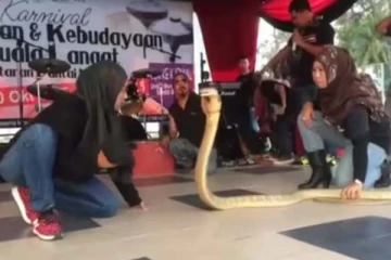 சீறி படமெடுத்த பாம்பை ஒரே ஒரு முத்தத்தில் கவிழ்த்த பெண்.. வைரல் காட்சி இதோ