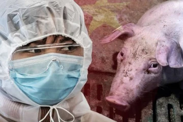 பன்றிகாய்ச்சல் பரவல் அதிகரிப்பு!  யாருக்கு ஆபத்து  அதிகம்?