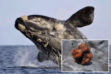 இறந்த திமிங்கலத்தின் வயிற்றில் மிதக்கும் தங்கம்! கோடிகளில் கொட்டும் வருமானம்