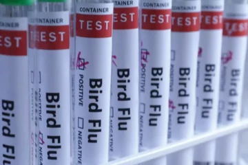 மனிதருக்கு முதல் பறவைக் காய்ச்சல் அடையாளம்; ஆபத்தான நிலையில் சிறுமி