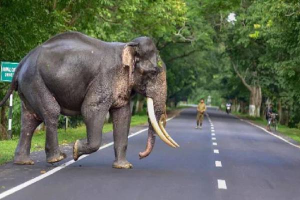 சுற்றுலா பயணிகள் சென்ற வாகனம் மீது காட்டு யானைத் தாக்குதல் | Elephant Attack In Srilanka
