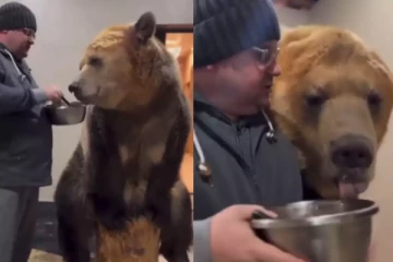 கரடிக்கு ஸ்பூனில் உணவு ஊட்டிவிடும் நபர்: வியப்பில் இணையம்