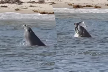 Viral Video: டால்பினின் அட்டகாசமான மீன் வேட்டை... பிரமிக்க வைக்கும் காட்சி