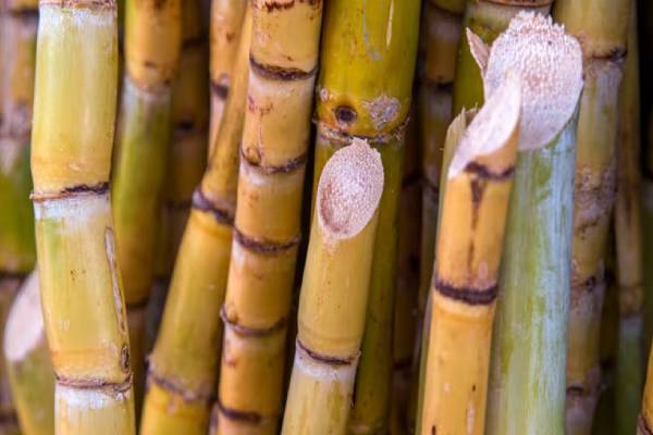 வீட்டில் கரும்பு இருக்கா? அப்போ இப்படி கொழுக்கட்டை செய்து கொடுங்க | How To Make A Sugarcane Wheat Flour Recipe வீட்டில் கரும்பு இருக்கா? அப்போ இப்படி கொழுக்கட்டை செய்து கொடுங்க | How To Make A Sugarcane Wheat Flour Recipe