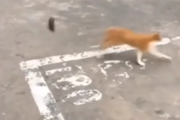 பூனையை தலைத்தெறிக்க ஓட ஓட துரத்தும் எலி... இப்படி ஒரு பரிதாப நிலையா? வைரலாகும் காட்சி