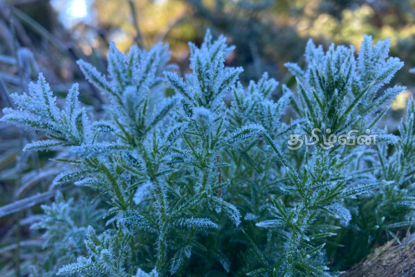 நுவரெலியாவில் நிகழ்ந்துள்ள அதிசயிக்கத்தக்க மாற்றம்! குவியும் வெளிநாட்டவர்கள் | Nuwara Eliya Sudden Weather Change நுவரெலியாவில் நிகழ்ந்துள்ள அதிசயிக்கத்தக்க மாற்றம்! குவியும் வெளிநாட்டவர்கள் | Nuwara Eliya Sudden Weather Change
