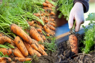 எக்கச்சக்கமான கேரட் விளைச்சல் வேண்டுமா? உரத்துடன் இந்த பொருளை சேர்த்தால் போதும்