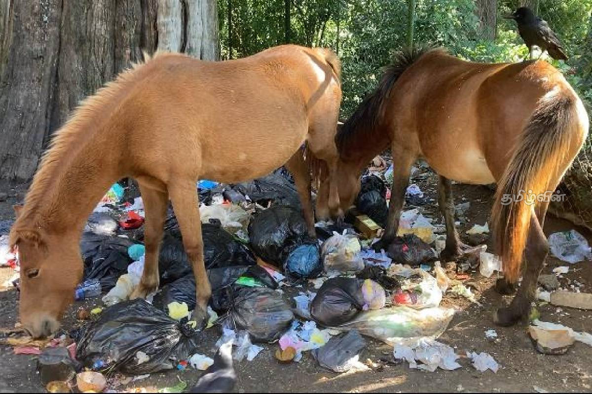 நுவரெலியா நகரையே உலா வரும் மட்டக்குதிரைகள்: வாகன ஓட்டிகள் விபத்து அச்சம் | Ponies Roam The Streets Of Nuwara Eliya Accident நுவரெலியா நகரையே உலா வரும் மட்டக்குதிரைகள்: வாகன ஓட்டிகள் விபத்து அச்சம் | Ponies Roam The Streets Of Nuwara Eliya Accident