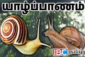 யாழ் நோக்கி படையெடுக்கும் ஆபிரிக்கப் பெரும் நத்தைகள் : ஏற்படவுள்ள பேராபத்து
