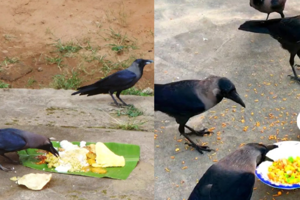 நாளை தை அமாவாசை; முன்னோரது ஆசி பெற மறக்காமல் இதெல்லாம் செய்யுங்க | Thai Amavasya Don T Forget To Do All These