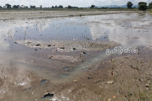 சீரற்ற கால நிலை காரணமாக வெள்ள நீரில் மூழ்கிய வயல் நிலங்கள் | Flooded Fields Due Unseasonal Weather Conditions