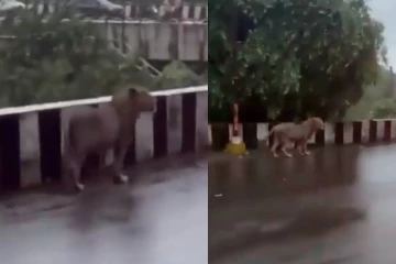 Viral Video: சாலையில் கேஷுவலாக செல்லும் சிங்கம்! அச்சத்தில் உறைந்த மக்கள்