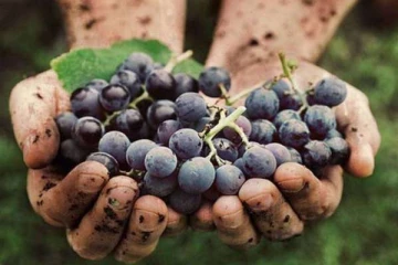 அளவுக்கு அதிகமாக திராட்சை சாப்பிட்டால் என்ன நடக்கும்?