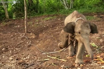 வனப்பகுதியில் குழியில் விழுந்த காட்டு யானைக்குட்டி பத்திரமாக மீட்பு!
