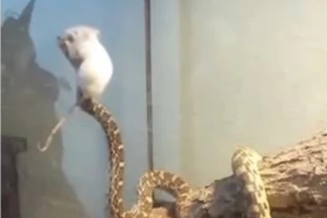 வெள்ளை எலியுடன் பாம்பின் நட்பு.... சாப்பிட்டு ஏப்பமிட காத்திருந்த போது ஏற்பட்ட ட்விஸ்டு! மிரண்டு போன மில்லியன் பேர்