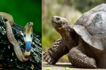 இந்த உயிரினங்கள் வீட்டில் நுழையவே கூடாது - அதிர்ஷ்டம் ஓடிவிடும்