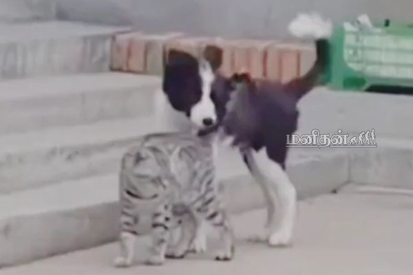 பூனையை நாற்காலியாக மாற்றிய நாய்! வியந்து பார்க்கும் நெட்டிசன்கள் | Viral Video News Dog Cat