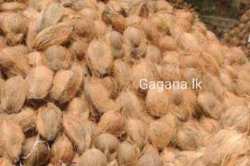 පොල් සම්බන්ධයෙන් ඇමති කියූ දේ..මිලට කුමක් වෙයිද?