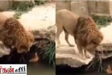 வாத்துக்கு உதவ முயற்சிக்கும் சிங்கத்தின் சேட்டை! மில்லியன் நெஞ்சங்களை உருக வைத்த அழகிய காட்சி