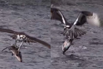 Viral Video: தண்ணீருக்குள் காத்திருந்த கழுகிடம் சிக்கிய மிகப்பெரிய மீன்... சுவாரசியமான காணொளி