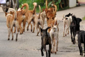 வவுனியா வைத்தியசாலையில் ஈவிரக்கமற்ற செயல்