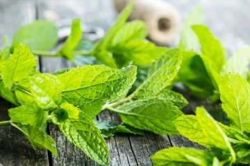 புதினாவில் புதைந்துகிடக்கும் ஆரோக்கிய நன்மைகள்! அவசியம் தெரிஞ்சிகோங்க