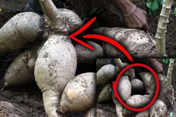 இலங்கையில் விளைந்த அபூர்வ மரவள்ளிக்கிழங்கு: காணக் குவியும் மக்கள்