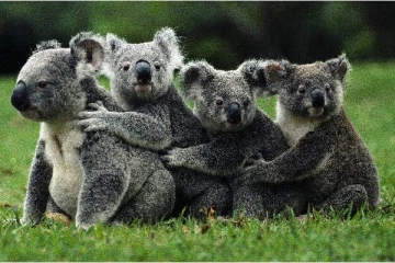 அழிந்து வரும் இனங்களின் பட்டியலில் இடம்பிடித்த கோலா கரடிகள்