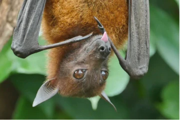 சீனாவில் பல புதிய கொரோனா வைரஸ்கள் கண்டுபிடிப்பு! வௌவால்களை ஆய்வு செய்த விஞ்ஞானிகள் அதிர்ச்சி தகவல்