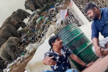 யானைகள்  உயிரிழப்பு;  காரணம் என்ன? மணி அப்புக்குட்டியின் அலசல்!