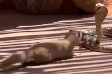 பாம்பை விடாமல் துரத்தி  சென்று தாக்கிய கீரி! இறுதியில் நடந்தது என்ன?