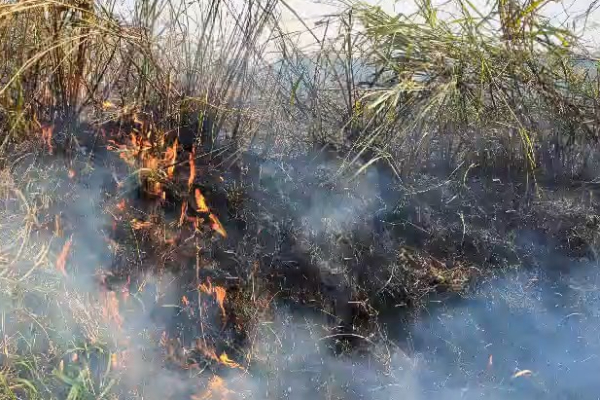 புகையிரத பாதையை அண்டிய பகுதிகளில் தீப்பரவல் ; பெரும் பகுதிகள் நாசம் | Fire Breaks Out Along Railway Tracks
